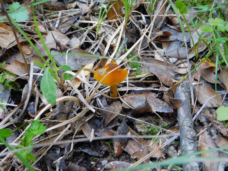 3 Fotogr.il 18.12.2021 sotto Leccio